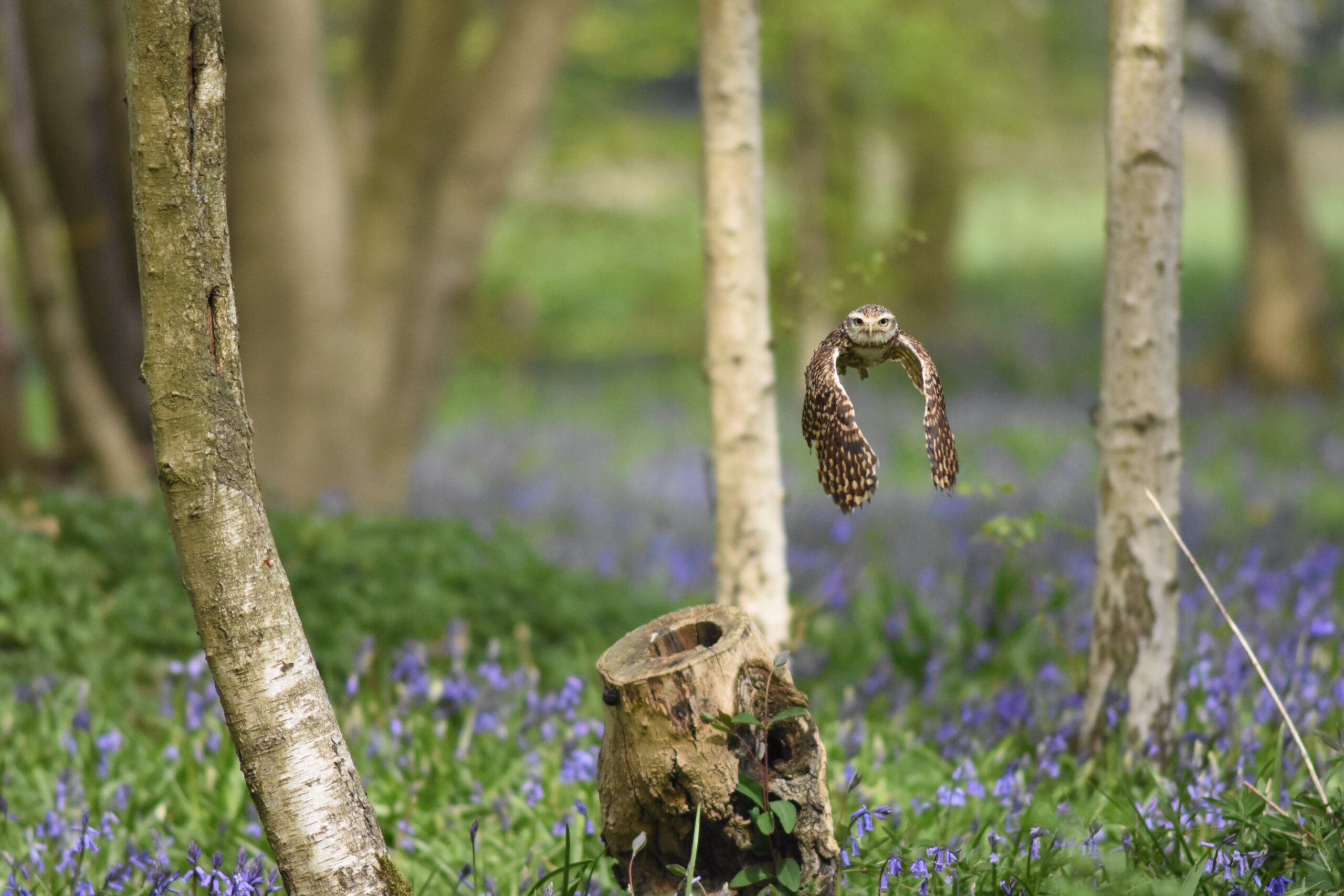 Peter bluebell 1